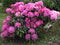 Dark pink rhododendron, richly flowering shrub, popular garden bush