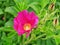 Dark pink Rosa gallica shrub flowers