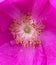 Dark pink rose, fragrant rose petals, blooming rose, fragrant flower, spring blooming, petals and pollen
