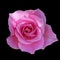 Dark pink roses background, Pink rose isolated on black background, Greeting card with a luxury roses, Image dark tone