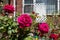 Dark Pink Roses during Spring in a Home Garden in Astoria Queens New York