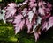 Dark Pink And Silver Begonia Leaves