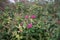 Dark pink Spiraea japonica blooms in October in the garden. Berlin, Germany