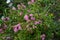 Dark pink Spiraea japonica blooms in September in the garden. Berlin, Germany