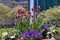 Dark Pink Tulips and Colorful Flowers at Bryant Park during Spring in New York City