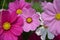 Dark Pink white Cosmos Flowers