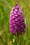 Dark pink wild Pyramidal Orchid inflorescence - Anacamptis pyramidalis