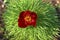 Dark pink young peony bud among green arrow-shaped leaves