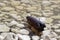 Dark plastic bottle on the rocky shore of the river, sea. concept of pollution of rivers, seas and oceans