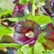 Dark Plum Colored Hollyhocks Blooming in Garden