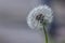 A dark portrait of a fluffy dandelion. All the seedlings of the weed are visible for a part where the flower is not blurred by the