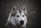 Dark portrait of Northern breed dog