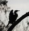 Dark profile of a large cormorant on a branch in the background light