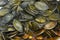 Dark pumpkin seeds detail, organic vegetable, organic healthy food.