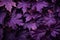 Dark purple autumn foliage background