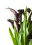 Dark purple (black) calla lily plant