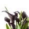 Dark purple (black) calla lily plant