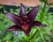 Dark Purple Almost Black Lily Blooming Close Up