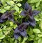 Dark purple and bright grren plants