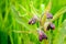 Dark purple budding and blossoming common comfrey from close