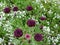 Dark purple cornflowers and white sweet alyssum flowers