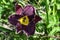 Dark purple daylily