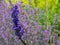 Dark purple delphinium flower in the foreground, and light purple Catmint flowers, also known as Nepeta Racemosa