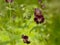 Dark purple dusky crane`s-bill flowers Geranium phaeum
