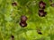 Dark purple dusky crane`s-bill flowers Geranium phaeum