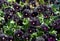 Dark purple garden pansies in bloom
