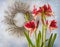 Dark purple Hippeastrum amaryllis