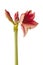 Dark purple Hippeastrum amaryllis  Daphne on a white background isolated