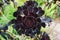 Dark purple houseleek with small water drops on the leaves.