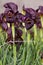 Dark Purple Iris