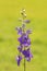 Dark purple Larkspur flowering