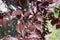 Dark purple leaves of prunus pissardii
