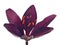 Dark purple lily bloom on white
