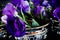 Dark Purple Lisianthus Flowers