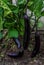 dark purple long blue eggplant grow on branches in greenhouse, harvest