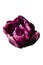 Dark purple lush tulip, close-up.