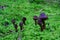 Dark-purple mushroom group growing in green grassy ground, fall season nature details