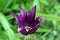 Dark purple opened bud with goldish stamens closeup