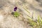 Dark purple Pansy flower growing in the crack of a concrete surface