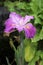 The dark purple pink flower of the Japanese iris