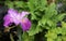 The dark purple pink flower of the Japanese iris (Iris ensata)
