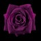 Dark purple roses background, Purple rose on black background, Greeting card with a luxury roses, Image dark tone