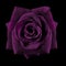 Dark purple roses background, Purple rose isolated on black background, Greeting card with a luxury roses, Image dark tone