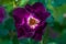 Dark purple semi-double shrub rose Route 66 breed by Carruth, USA