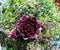 Dark purple sempervivum succulent plants growing on a moss ball