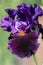 Dark purple Tall Bearded Iris Local Color close up